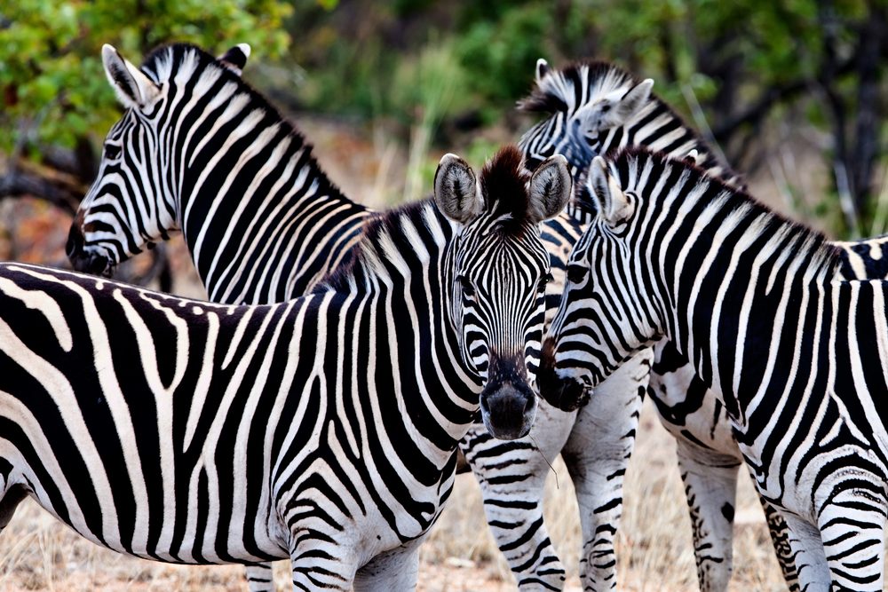 Zebra