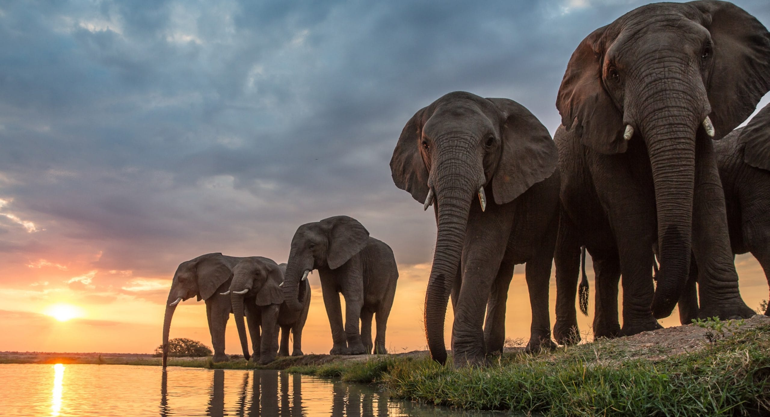 Camp Jabulani Elephant Experience