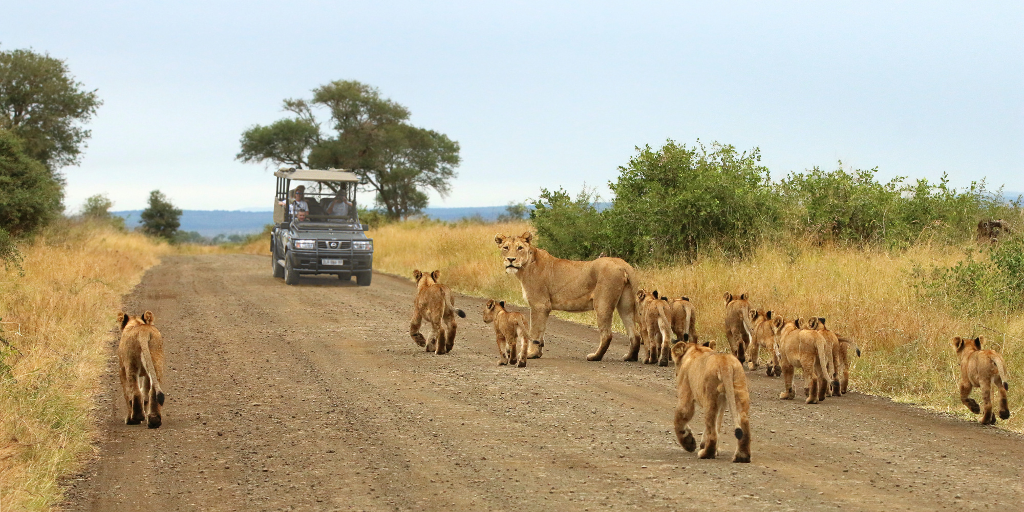 Full-Day Kruger National Park Safari
