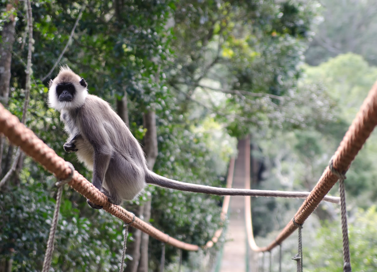 Monkeyland