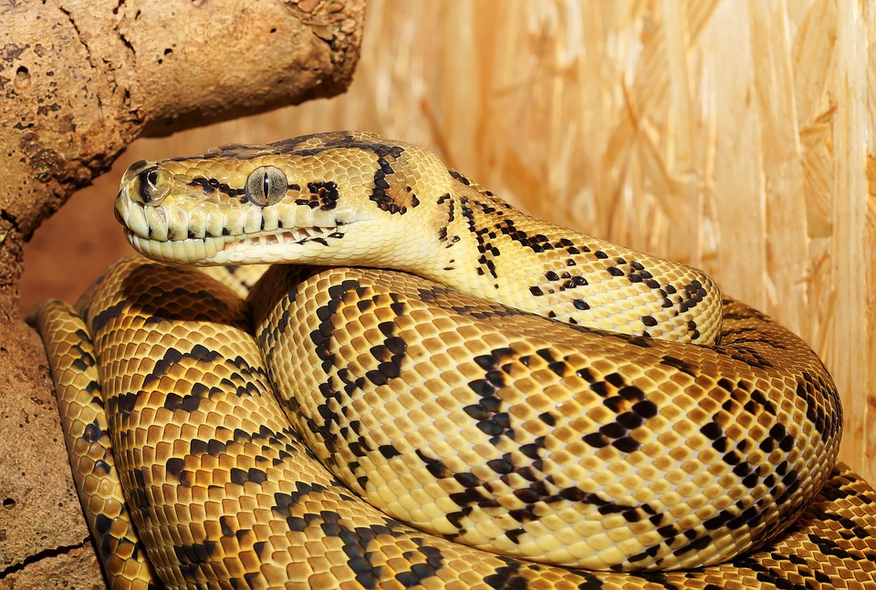 Perry Bridge Reptile Park