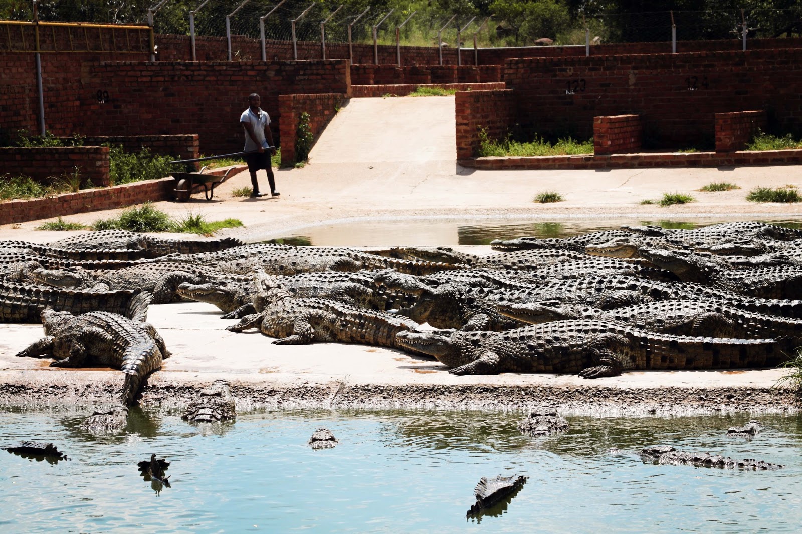 Thaba Kwena Crocodile Farm
